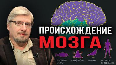 Сергей Савельев. Происхождение мозга Сергей Савельев. Происхождение мозга
