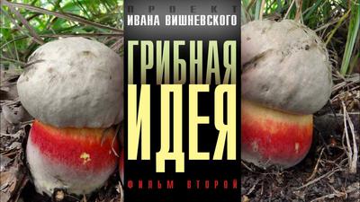 Грибная идея. Фильм 2-й. Крымские грибы-самоцветы Грибная идея. Фильм 2-й. Крымские грибы-самоцветы
